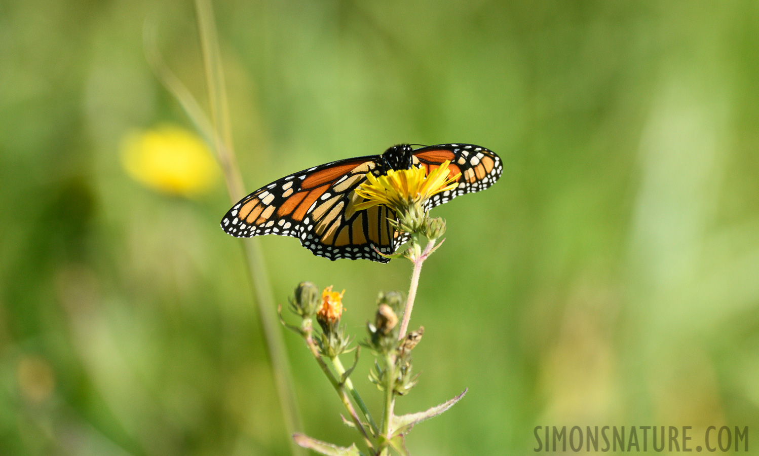 Danaus plexippus plexippus [400 mm, 1/1000 Sek. bei f / 8.0, ISO 800]